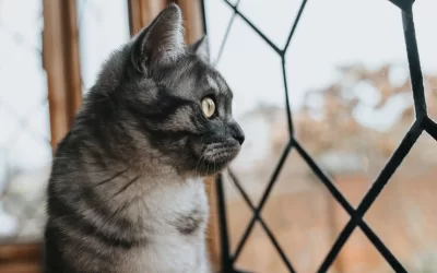 Kedi Sinekliği