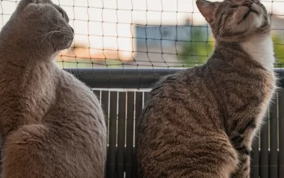 Kedi Sinekliği